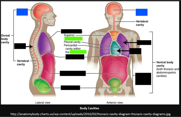 Sections regions cavities ppt