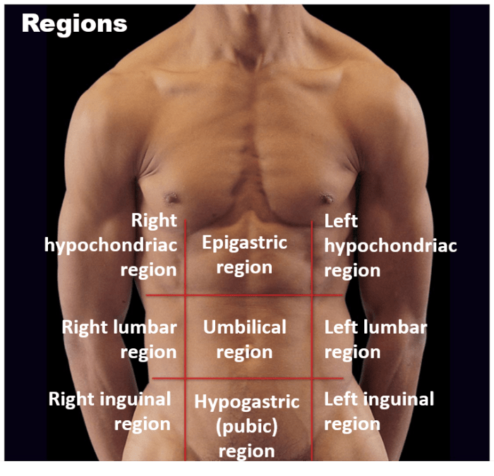 Cavities of the body quiz