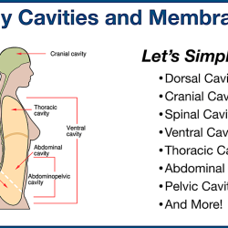 Cavities of the body quiz