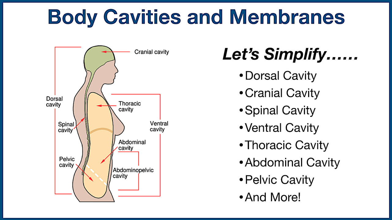 Cavities of the body quiz