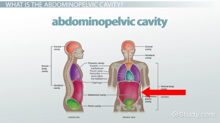 Cavities of the body quiz