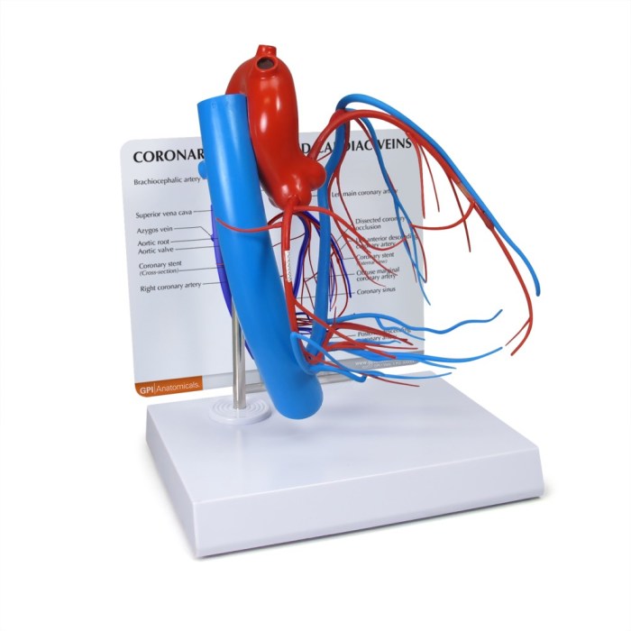 Leg vessels model labeled blood anatomy system arteries circulatory models muscles vascular biology muscle