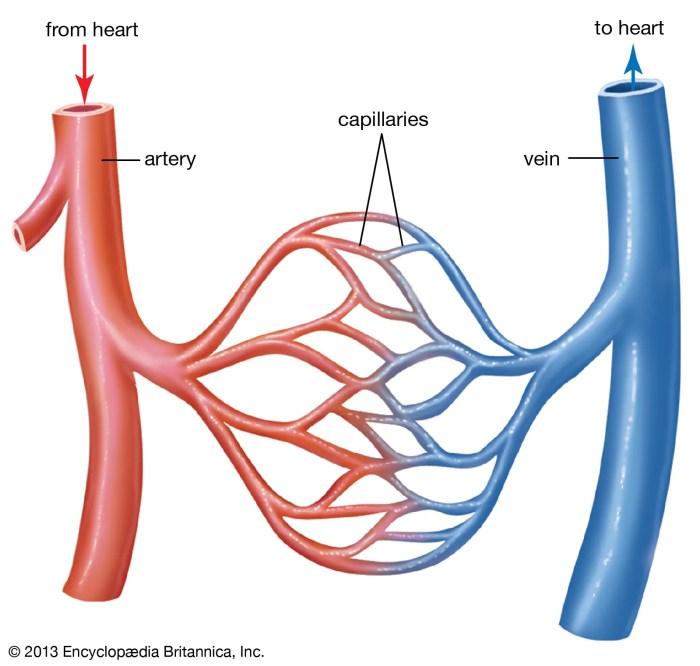 Arteries artery veins circulatory