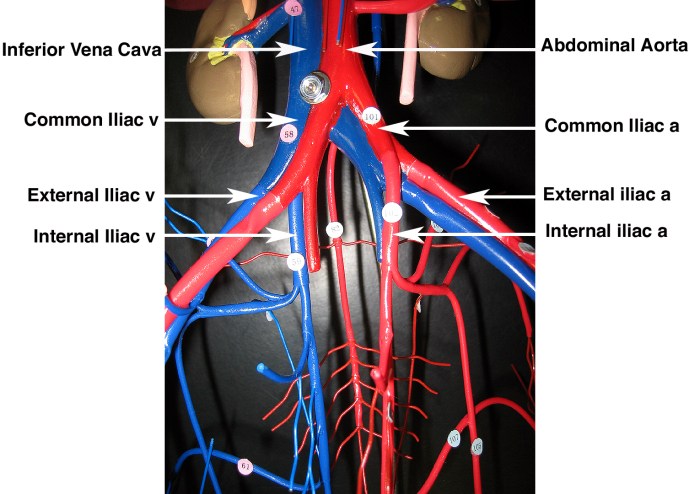 Arteries and veins labeled model