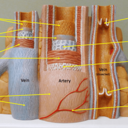 Veins anatomy neck head major vein diagram brain sinus vessel lateral sinuses layers between left