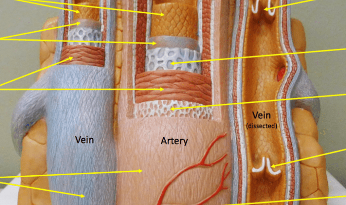 Veins anatomy neck head major vein diagram brain sinus vessel lateral sinuses layers between left