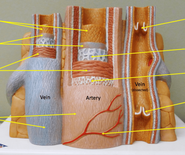 Veins anatomy neck head major vein diagram brain sinus vessel lateral sinuses layers between left