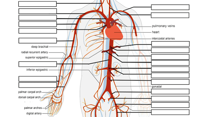 Plaque upper blood vessel body human key