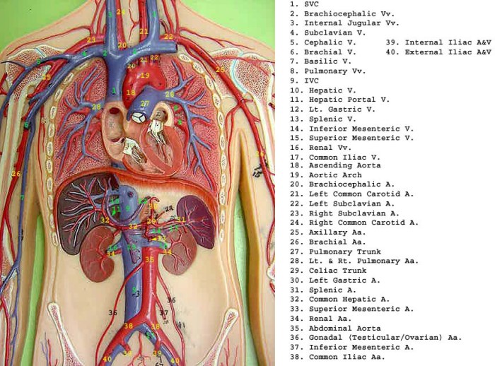 Arteries and veins labeled model