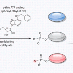 Kinase solved domains three made