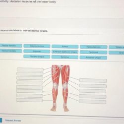 Art-labeling activity: anterior muscles of the lower body