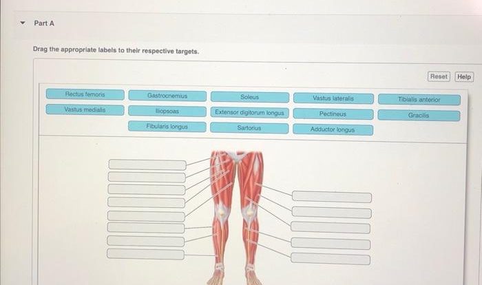 Art-labeling activity: anterior muscles of the lower body