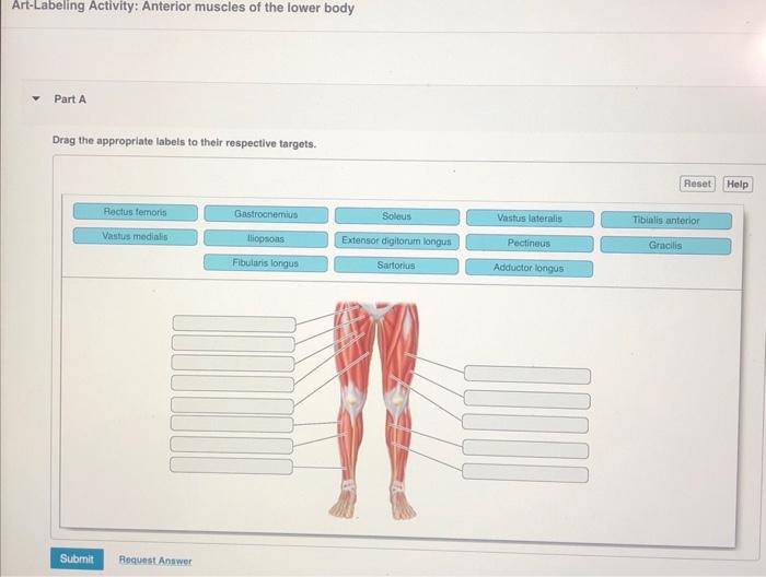 Art-labeling activity: anterior muscles of the lower body