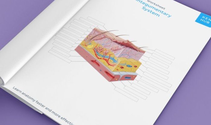 Building vocabulary activity the integumentary system