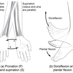 Flexion movement terms extension arm anatomical anatomy shoulder joint muscles bones leg rotation body labeled muscle synovial human terminology extensions