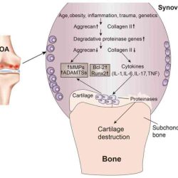 Correctly sequence the steps of endochondral ossification.