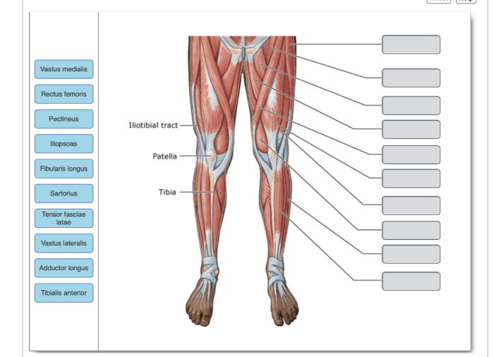 Art-labeling activity: anterior muscles of the lower body